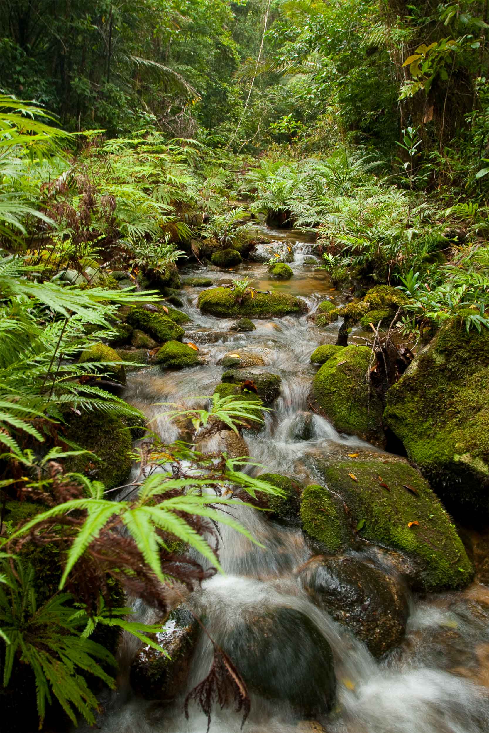 Cascading water in the Daintree Port Dougals