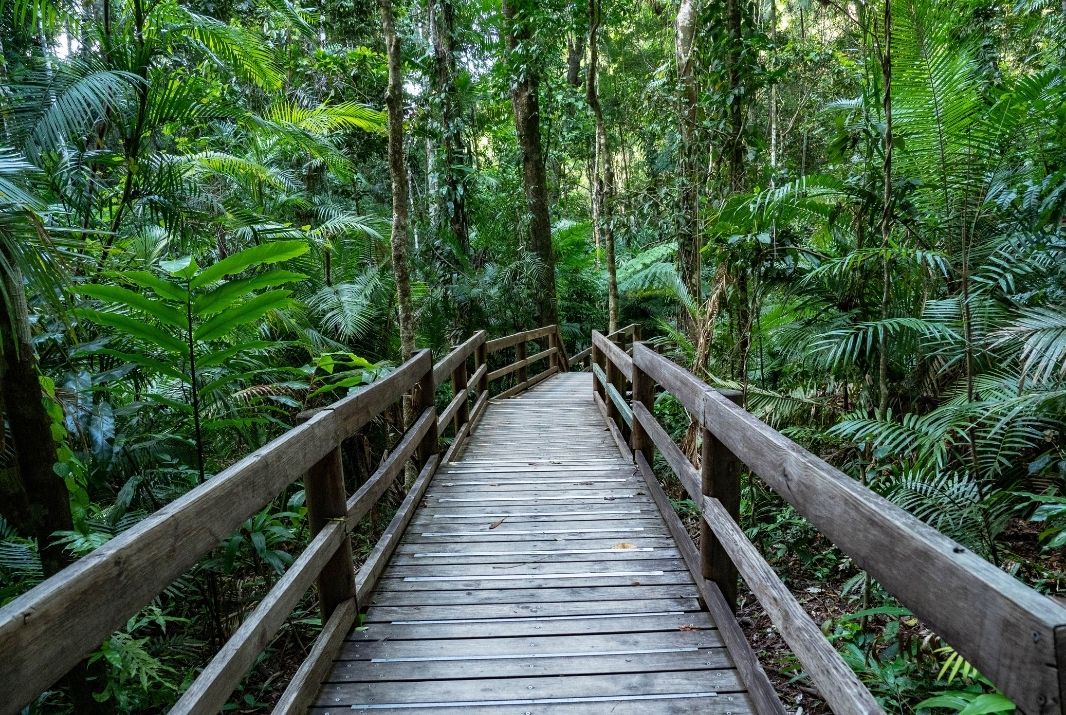 daintree eco tours