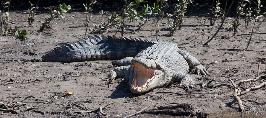 Daintree rainforest crocodile